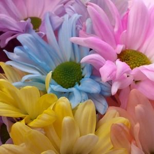 Meet your Posher, Joey